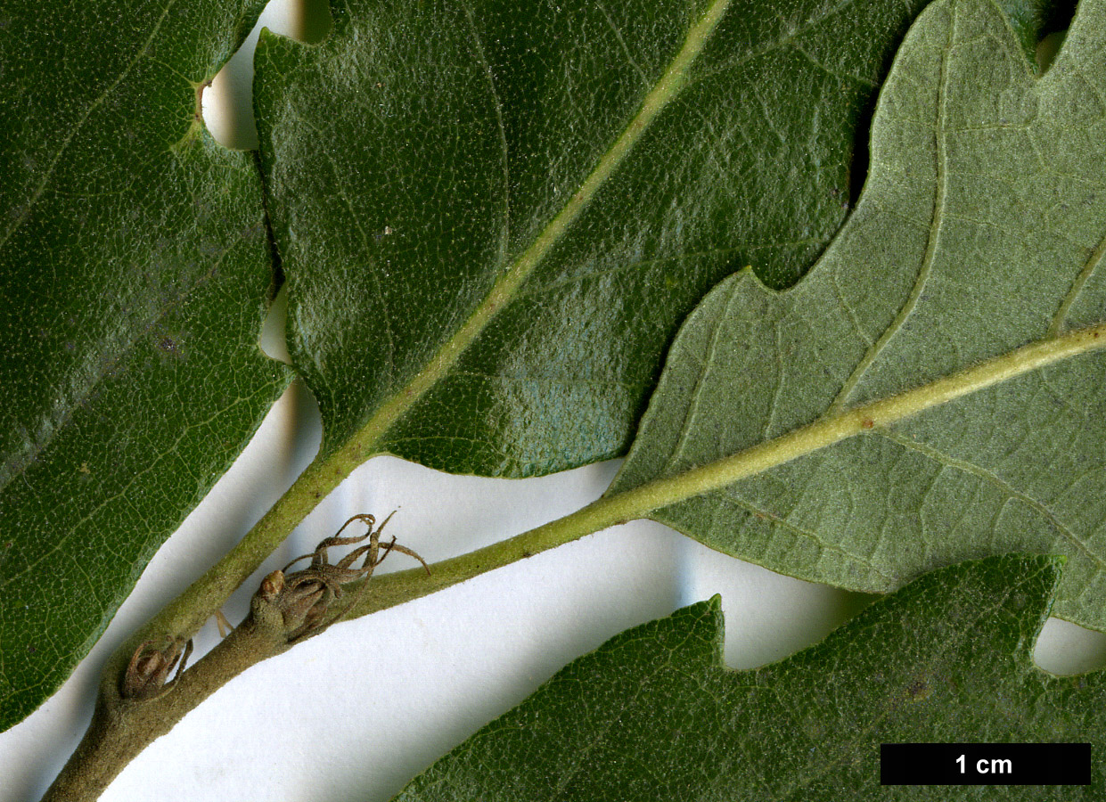 High resolution image: Family: Fagaceae - Genus: Quercus - Taxon: ×hispanica (Q.cerris × Q.suber)